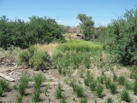 Las Vegas Springs Preserve