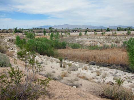 Las Vegas Springs Preserve