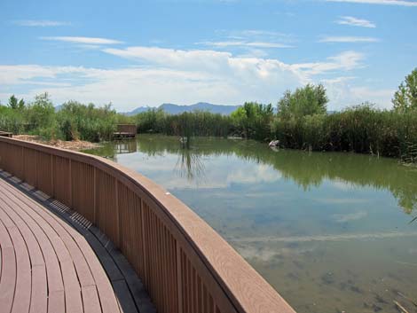 Clark County Wetlands Park