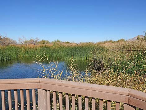 Clark County Wetlands Park