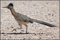 Roadrunner on the Move