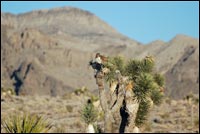 Red-tailed Hawk in Joshua Tree