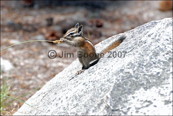 Sierra Chipmunk eating Sedge