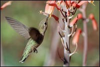 Anna's Hummingbird Female