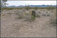 Rhyolite Grave