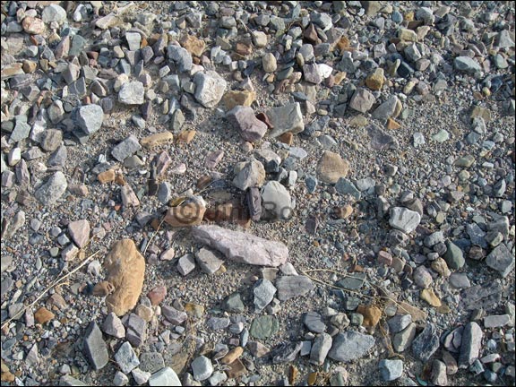 Desert Pavement Coarse