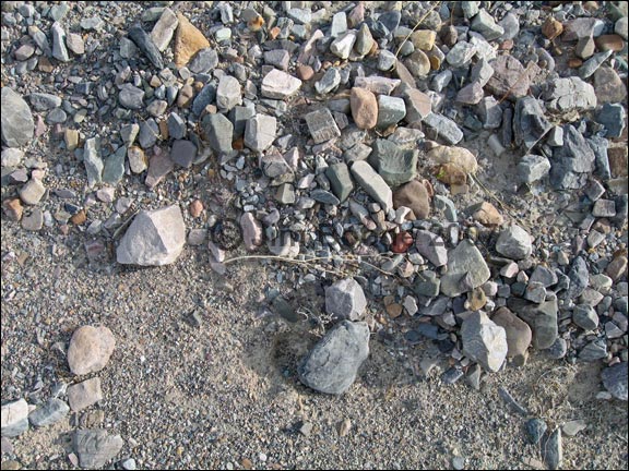 Desert Pavement Coarse