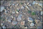 Stony Desert Soil