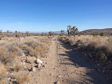 Grasslands Trail