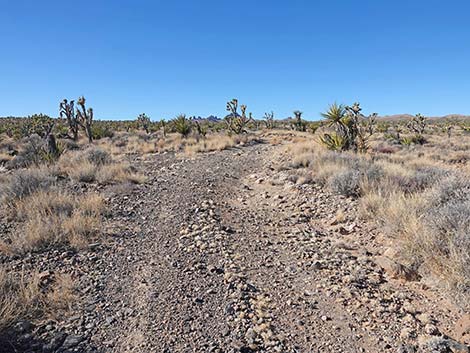 Grasslands Trail