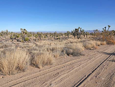 Grasslands Trail