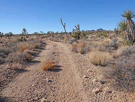 Grasslands Trail