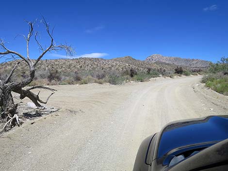 Christmas Tree Pass Road