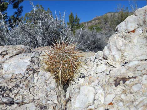 Paiute Rock