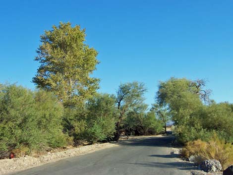 Mesquite Spring Campground