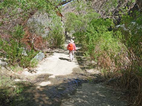 Darwin Falls Trail