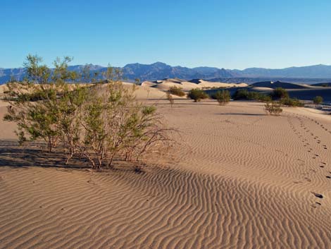 Mesquite Flat Sand Dunes