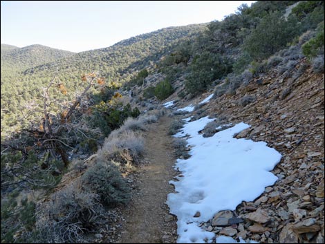 Wildrose Peak