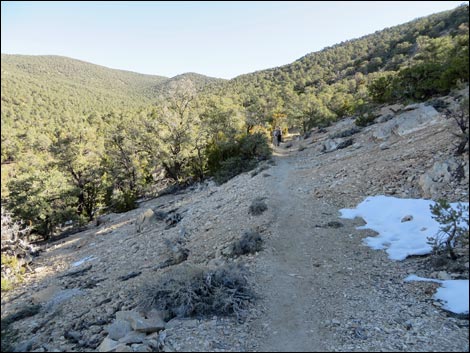 Wildrose Peak