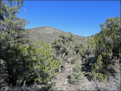 Wildrose Peak