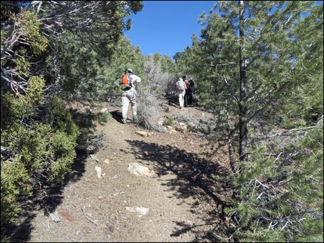 Wildrose Peak