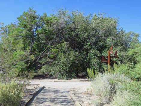 Bighorn Trail