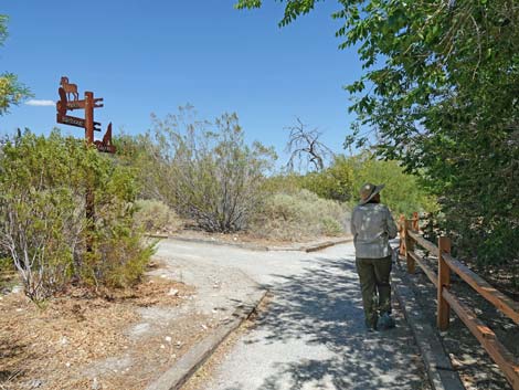 Coyote Trail