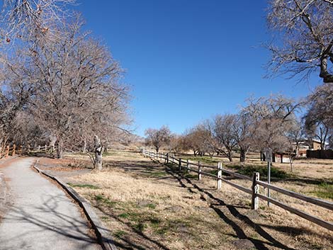 Coyote Trail