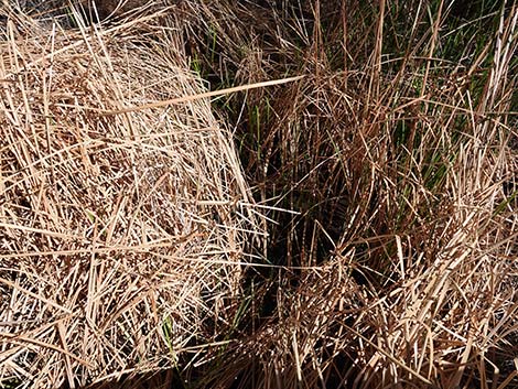 Jackrabbit Loop Trail