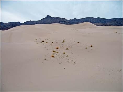 Desert Dry Lake Dunes North