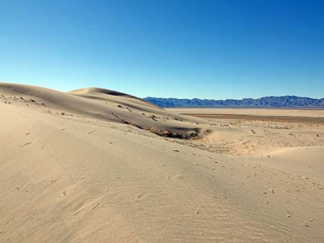 Desert Dry Lake Dunes