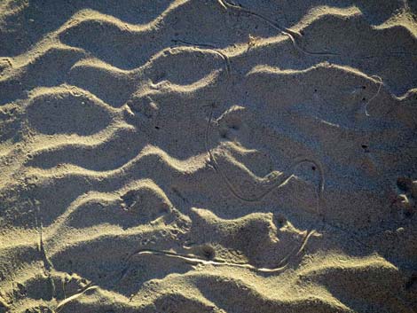 Desert Dry Lake Dunes North