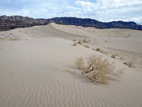 Desert Dry Lake Dunes