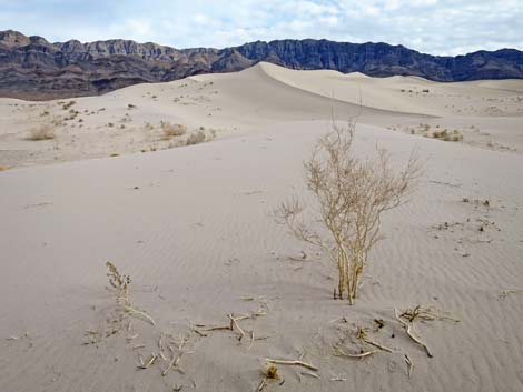 Desert Dry Lake Dunes