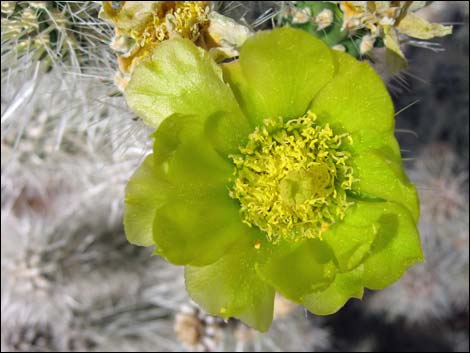 Blue Diamond Cholla