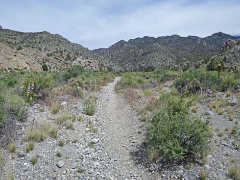 Hidden Forest Trail