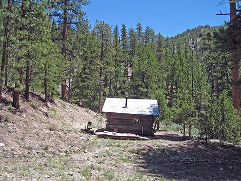 Hidden Forest Cabin