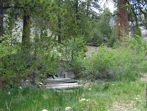 Hidden Forest, Wiregrass Spring