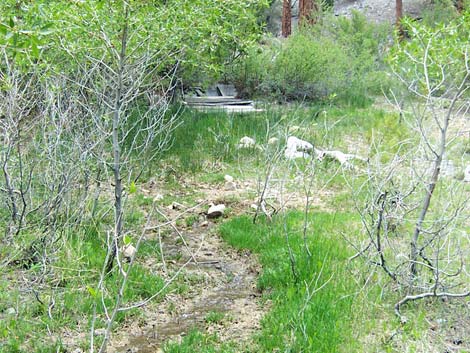 Hidden Forest, Wiregrass Spring