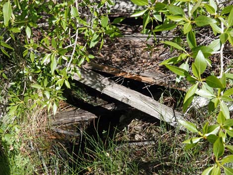 Hidden Forest, Wiregrass Spring