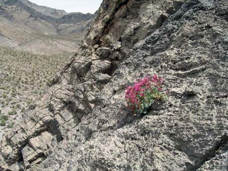 Joe May Canyon