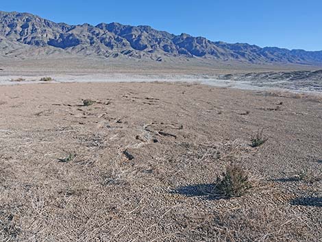 Desert Dry Lake Corral