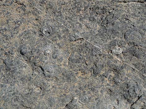 Fossil Ridge Snail Site