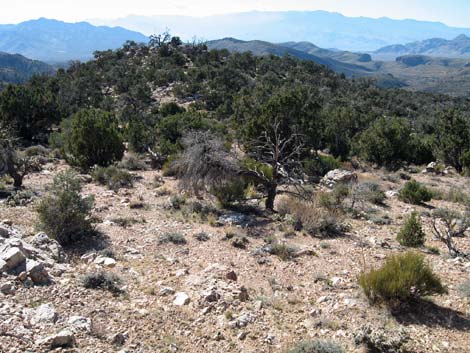 Quartzite Mountain