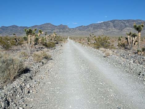 Hidden Forest Road