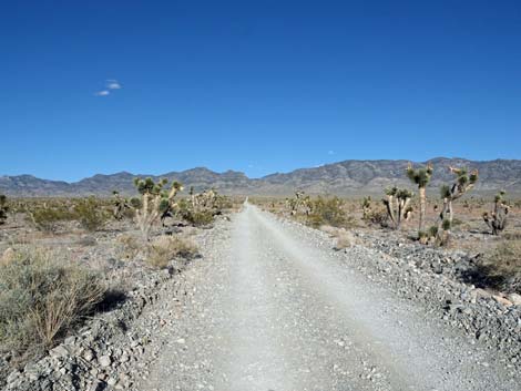 Hidden Forest Road