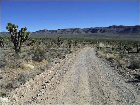 Mormon Well Road