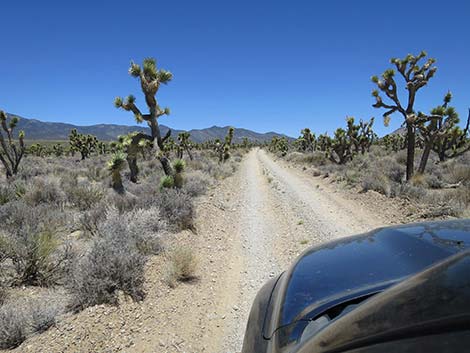 Pine Nut Road