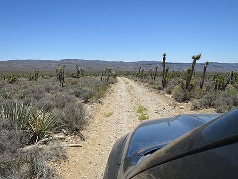 Pine Nut Road