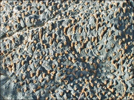 Yucca Peak Fossils